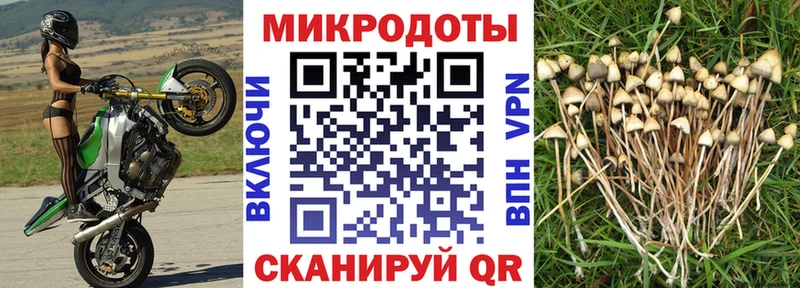 закладки  Чебоксары  Псилоцибиновые грибы Psilocybine cubensis 